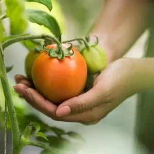 Tomato Fresh Big | Red Tomato| Bulk Tomato